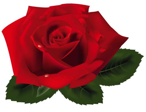 Red Rose Png Clipart Rosas Vermelhas Rosas Esboço De Rosa