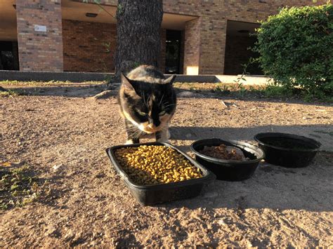 Feeding And Caring For Feral Cat Colonies In Phoenix Saving One Life