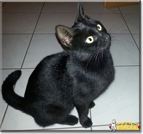 Blackie was born on december 6, 1912 in basavilbaso, entre ríos, argentina as paloma efrom. Blacky - Cat - January 29, 2017
