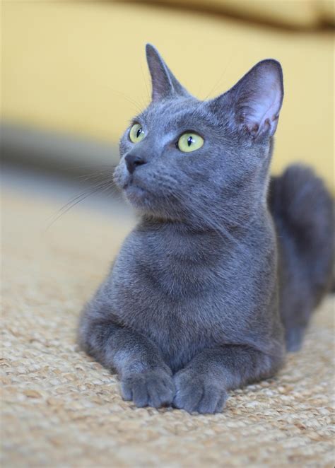 Blue Female Russian Mix Cat In Qld Petrescue