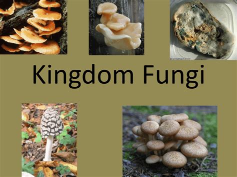 Kingdom Fungi Powerpoint