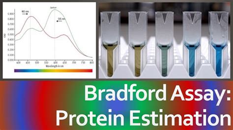 Bradford Assay Bradford Test Protein Estimation Principle
