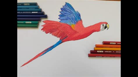 Cómo Dibujar Una Guacamaya How To Draw A Macaw Youtube