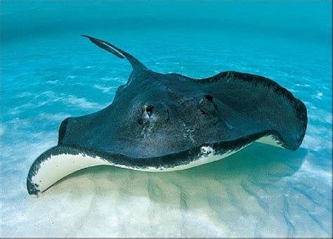 Stingray Download Cool Hd Wallpapers Here