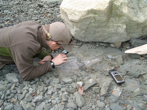 Burke Museum Paleontologists Discover The First Dinosaur Fossil In