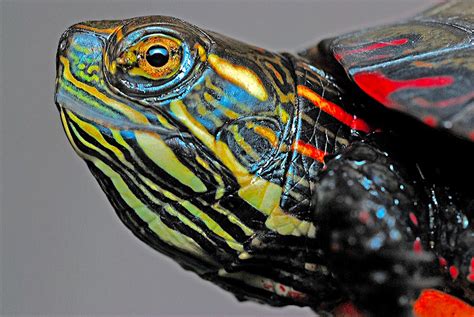 How To Care For Painted Turtles Learn About These Personable Pets