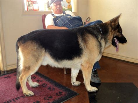 Texas Giant German Shepherd Red And Black Giant German Shepherd