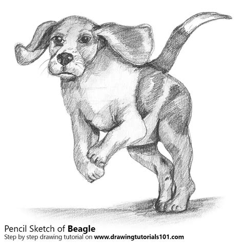 Beagle Pencil Drawing How To Sketch Beagle Using Pencils