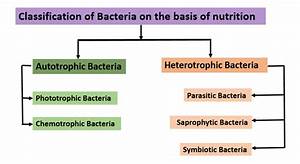 With The Help Of A Flowchart Distinguish The Types Of Bacteria On The