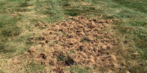 How To Prevent Lawn Grubs Lawn Tech