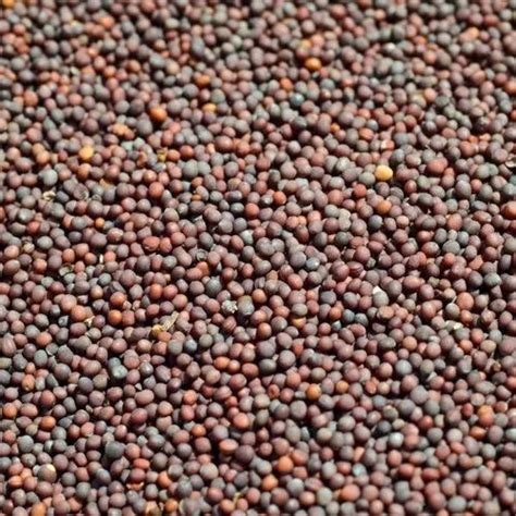 Somnath Agro Indian Mustard Seeds At Rs 125kilogram In Halvad Id