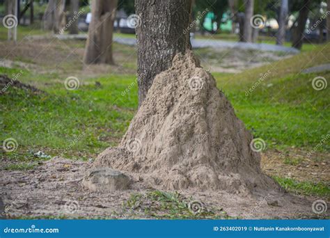 Termite Mound Giant Termitesbig Anthill On Grass Field Under The Tree