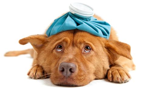 Is Your Dog Sick Heres How To Tell Shameless Pets