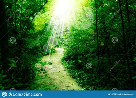Forest Stone Path Stock Photo Image Of Adventure Beauty 147771994