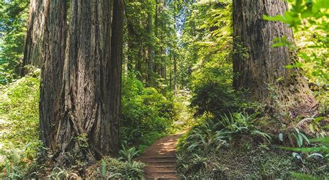 Walk Among Giants 4 Places To See Californias Redwoods Hi Usa
