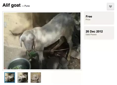 How Much Does A Live Goat Cost Quora