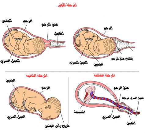 نزول الجنين في الحوض من علامات قرب الولادة