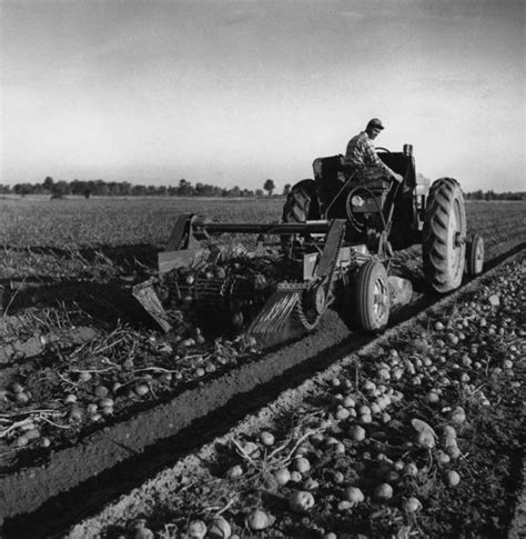 Potato Harvest Photograph Wisconsin Historical Society