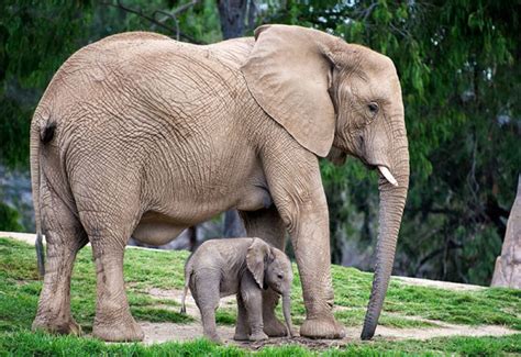 45 Animals With Their Cute Little Babies Awesome