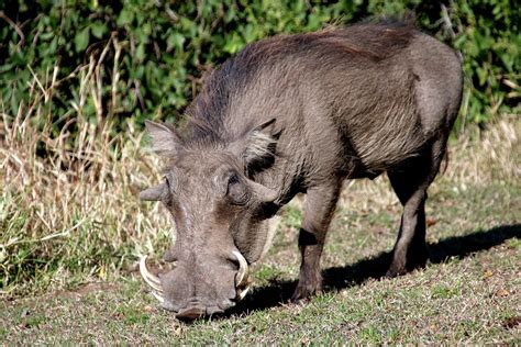 Warthog Pig Wildpig · Free Photo On Pixabay