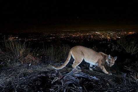 Trail Camera In La Captures Mountain Lion Above City Lights