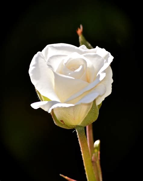 Una Imagen Unas Palabras Una Rosa Blanca