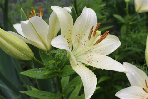 White Lilies Washed By Summer Rain Drops Of Water Lie On Delicate