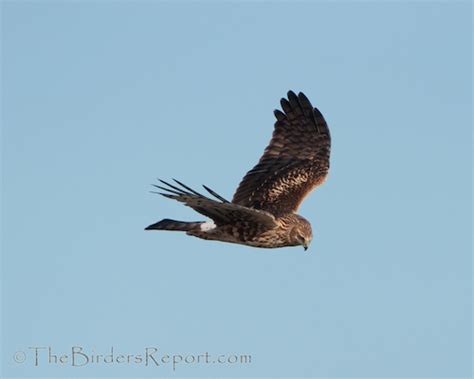 The Northern Harrier Aka Marsh Hawk Aka Hen Hawk The Birders Report