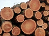Free Images : lumber, logging, softwood, chop wood, tree trunks stacked ...