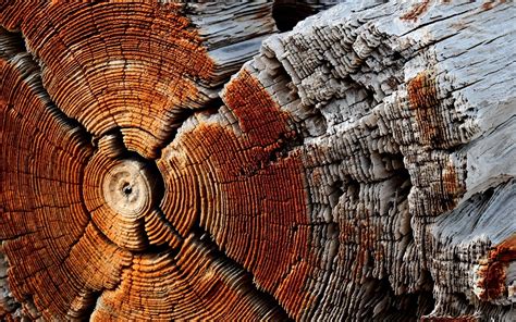 Closeup Photography Brown Log Wood Trees Texture Nature Hd