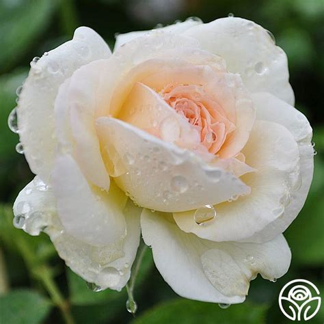 White Eden Rose Climbing Roses Lightly Fragrant Climbing Roses