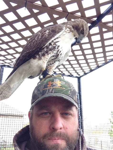 My Female Red Tail Ready To Hunt Falconry Raptors Parrot