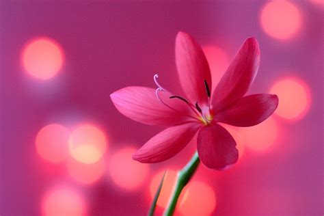 Free Images Blossom Bokeh Flower Petal Red Closeup Pink Flora