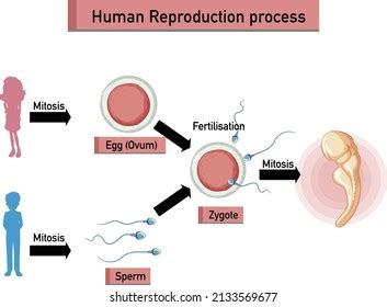 Human Reproduction Process Infographic Illustration Stock Vector Royalty Free
