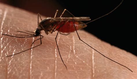 Water Is An Essential Part Of The Breeding Process Of Mosquitoes Adult