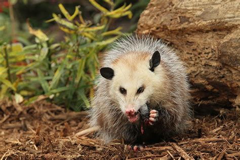 Opossum Removal In Chapel Hill Nc Opossum Control