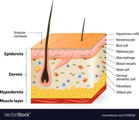 Make your work easier by using a label. skin anatomy - Google Search | Skin anatomy, Anatomy, Anatomy images