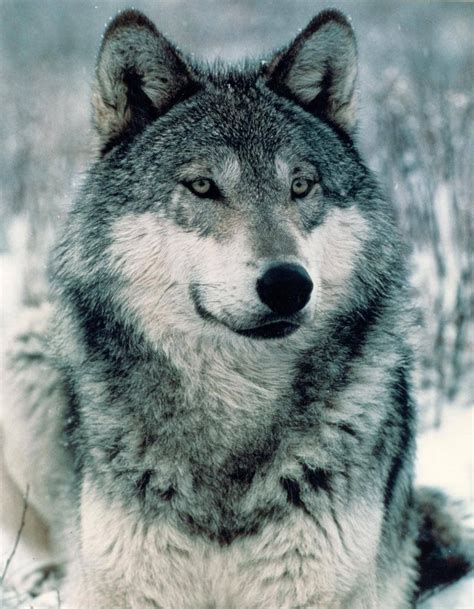 Alpha Dark Gray Wolf Wolf Verliebte Wölfe Grauer Wolf