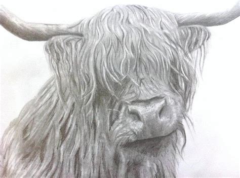Highland Cow Drawing By Rebecca Vose