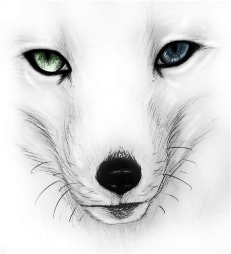 Arctic Fox Drawing At Explore Collection Of Arctic Fox Drawing