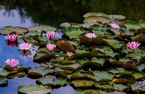 Water Lily Flower Aquatic Plant Pond Plant Blossom Bloom Pink