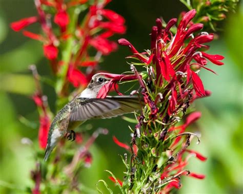 They are particularly drawn to red, orange, and pink blooms for the nectar. Ruby-throated Hummingbird | The Nature of Delaware