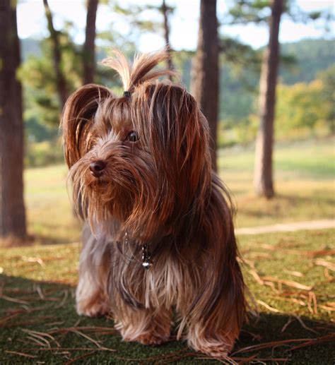 Chocolate Brown Yorkshire Terrier