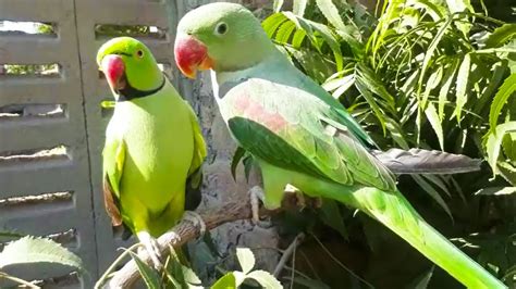 Green Parrots On Tree And Talking So Beautiful Youtube