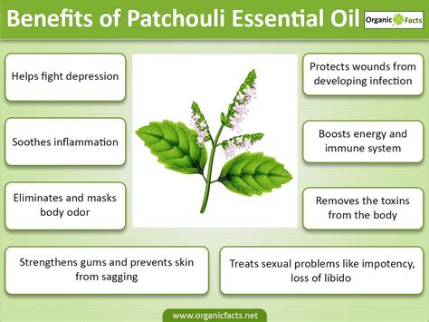 15 Amazing Benefits Of Patchouli Essential Oil Organic Facts