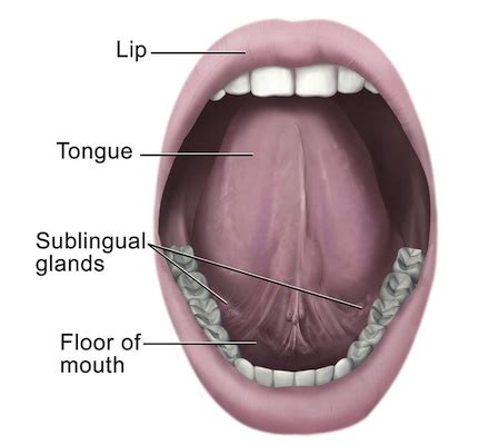 Human Anatomy Floor Of Mouth Review Home Co