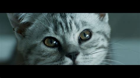 Curious Cats Rain Whiskas Tv Ad Youtube