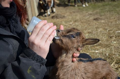 Free Images Kid Food Mammal Bottle Milk Feeding Goats