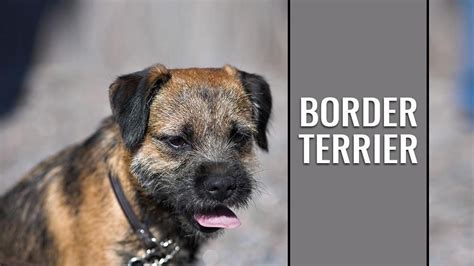 Border Terrier Dog Breed Information And Temperament