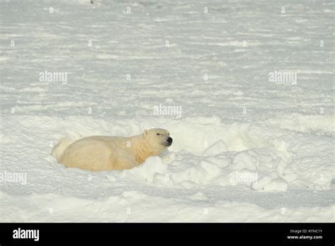 Close Up Portrait Male Polar Bear Ursus Maritimus Polar Arctic